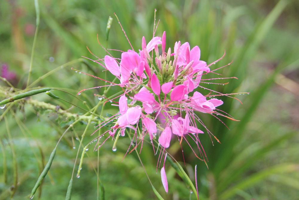 「セイヨウフウチョウソウ」または「クレオメ」で１年草ですが属名の「Cleome]が由来になっていて「クレオメソウ」とも呼ばれているそうです　おしべが花より長くとび出る特徴的な花を咲かせ　花は短命で２日ぐらいで散りますが次々と新しい花が先端から開花し　７月頃から１０月まで長期にわたって咲き続けるそうです　秋の色よりはピンクの春の色のような花ですねえ