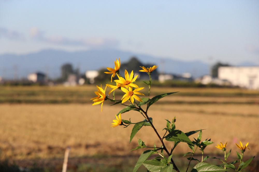 秋になると背の高い黄色い「キクイモ」の花が陽の光を浴びて咲いています　鮮やかな黄色の花は秋を伝える植物です「キクイモ」の和名は菊に似た花をつけ地下に芋ができ　それを利用するところからそうです　冬の漬物に入る「キクイモ」はカリカリとした食感で私は大好きです