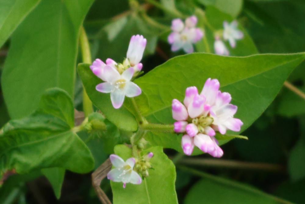 小さな薄紅色花が可愛らしい「ミゾソバ」の花が我が家の裏の川縁に咲いています　山地の小川沿いや沼沢地 湿地 水田 畦 湖岸などに自生する野草で夏から秋にかけて茎の先端で枝分かれした先に５mmほどで根元が白く先端が薄紅色のたくさんの花を咲かせます　 葉は互生し、葉の形が牛の額にも見えることからウシノヒタイ（牛の額）と呼ばれることもあるそうです