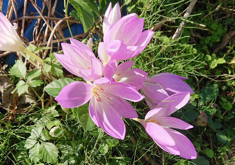 大きさは違いますが花がクロッカスに似ており　秋に花が咲くので秋のクロッカスとも呼ばれる「イヌサフラン」が　淡いピンクの一重の花を咲かせています　イヌサフランの球根や種子にはコルヒチンという物質が含まれており痛風薬として販売　処方されているそうです　ですがコルヒチンは人体には猛毒物質であり有毒植物の代表格で怖い植物のようです「イヌサフラン」を園芸用に品種改良したものを「コルチカム」いうこともあるそうです。
