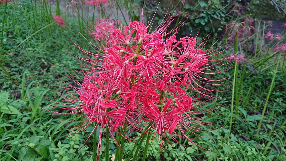 秋の彼岸の頃に茎をのばして鮮やかな紅色の花を咲かせる「ヒガンバナ」が烏帽子山八幡宮の大鳥居の階段そばの土手に咲いていました　別説にはこれを食べた後には「彼岸（死）」しかないという話もあるようです　また歌にも歌われている「マンジュシャゲ」と呼ばれていることでも知られています　全草が有毒な多年生の球根を作る植物で地方によっては死人花（しびとばな）地獄花（じごくばな）幽霊花（ゆうれいばな）火事花（かじばな）蛇花（へびのはな）剃刀花（かみそりばな）狐花（きつねばな）捨て子花（すてごばな）灯籠花（とうろうばな）不吉な別名が多く見られます