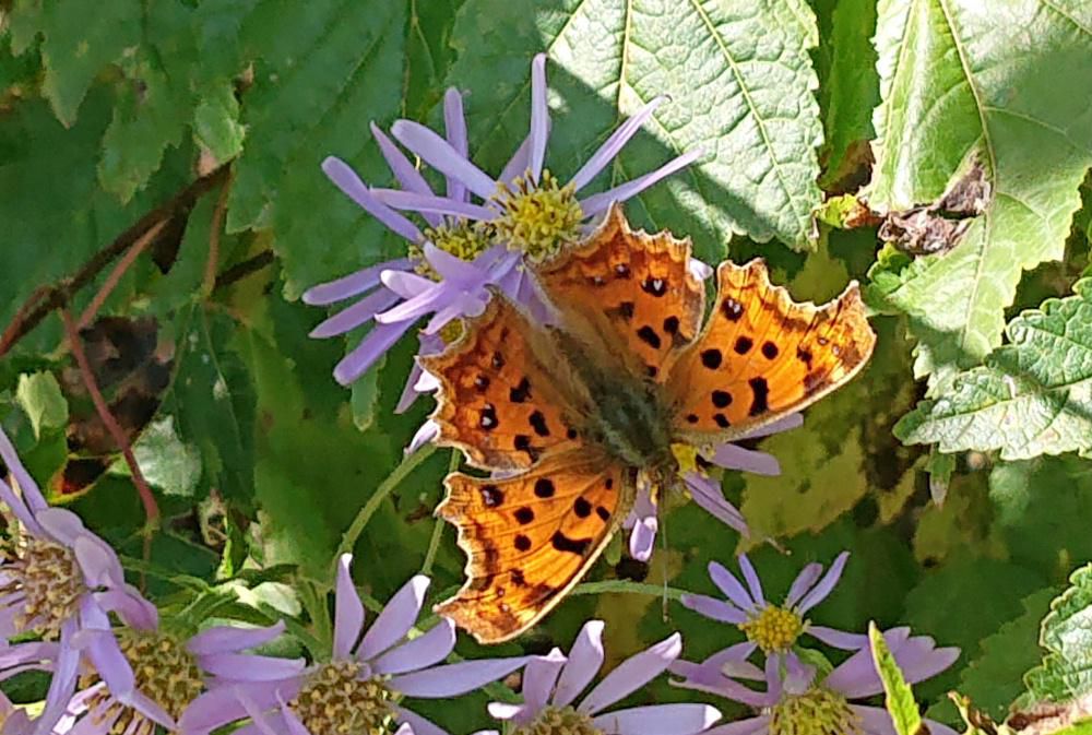 背の高い「ノコンギク」（？）の花にオレンジのギザギザ羽の「キタテハ」という蝶がとまっていました　「キタテハ」は漢字で「黄立羽」と書きますが和名の通り黄色をしている羽をもっています　厳しい冬がまもなくやってきますがこの蝶は成虫で冬を越すのだそうです　どうやって越冬するのでしょうか