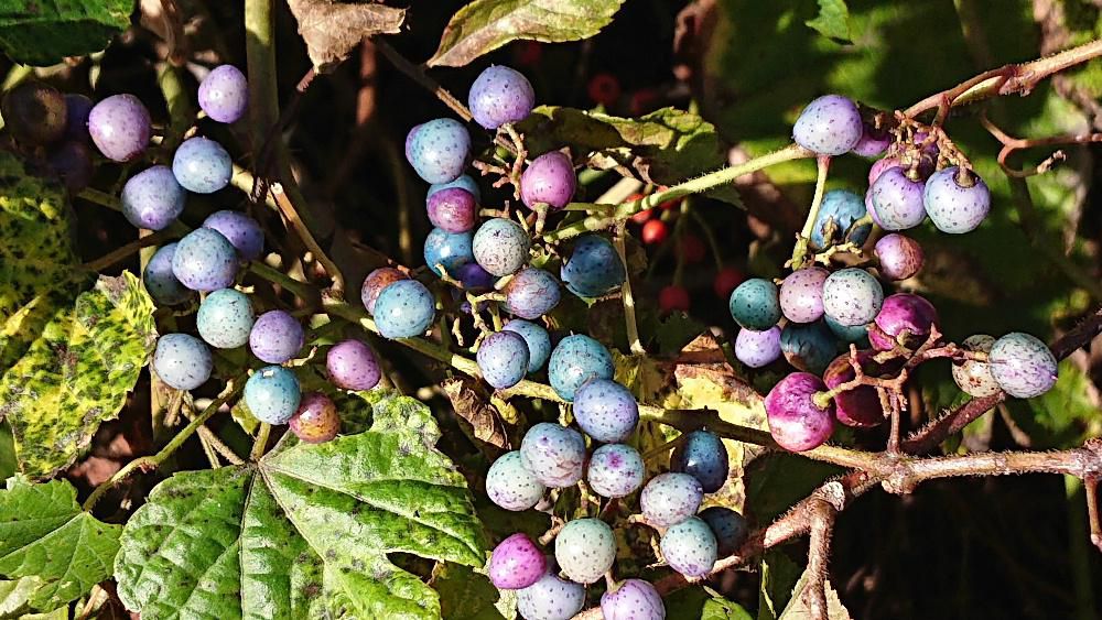 秋真っ盛りの季節になり周りはすっかり秋の装いになりました　「ノブドウ」の実が白から水色　薄紫色　赤紫色など様々な秋色に装いを変えて農道を彩ってくれています　今日は北海道に雪が降りそうでいよいよ冬が近くまできていることを実感しています