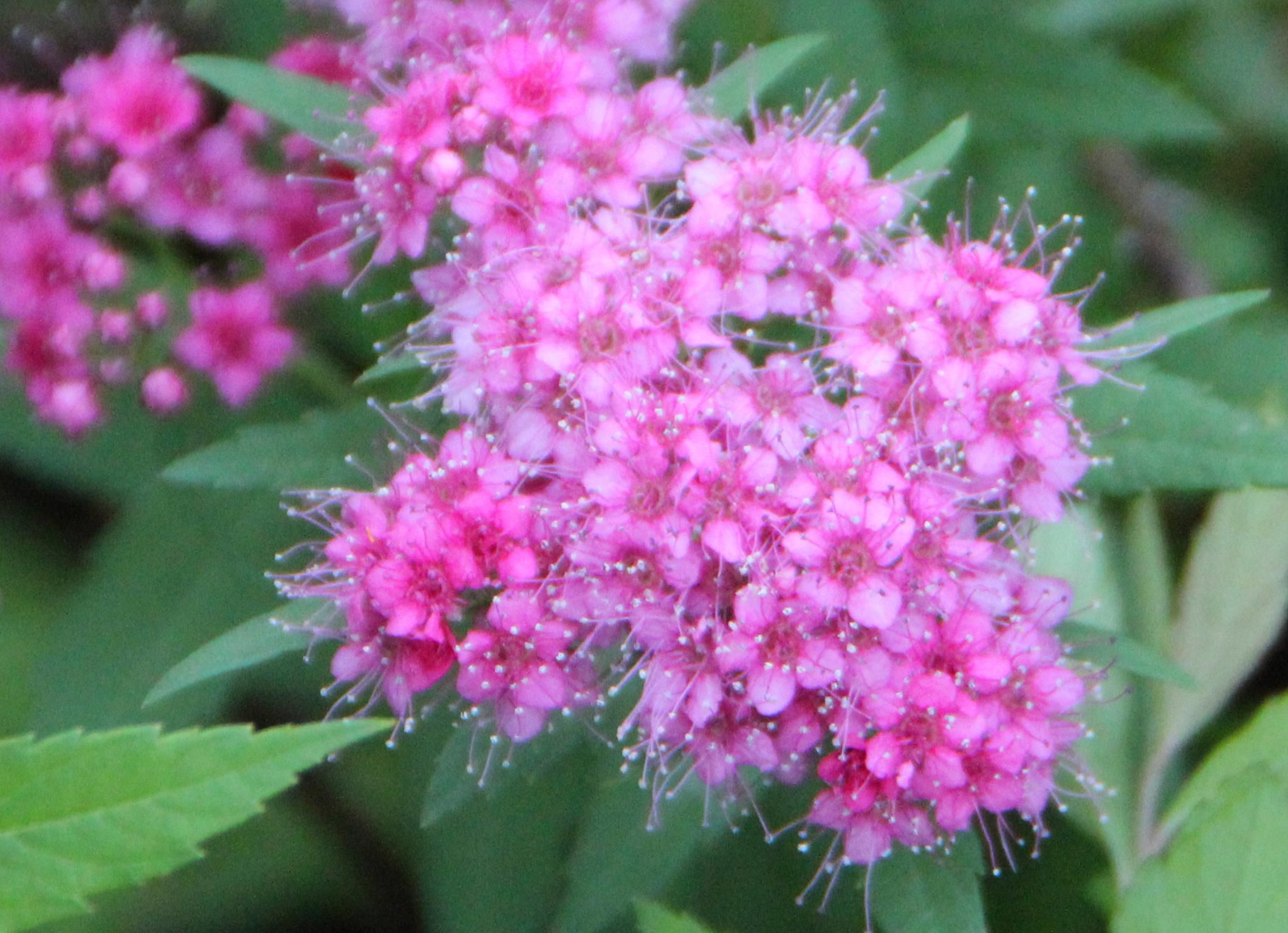 道路沿いの庭に小さなピンクの花を集め雄しべのようなものが伸びている花が咲いていました「シモツケ」でしょうか　ネットで調べてみると初夏に咲かせますとの説明がありました　先日このブログをいつも訪問してくださっている方から「植物の春化現象」を教えてもらいました　刈り込んでいる枝から新しい芽が出て咲いているのかもしれません　それとも今頃咲いているので別の種類の花でしょうか とても可愛い花です