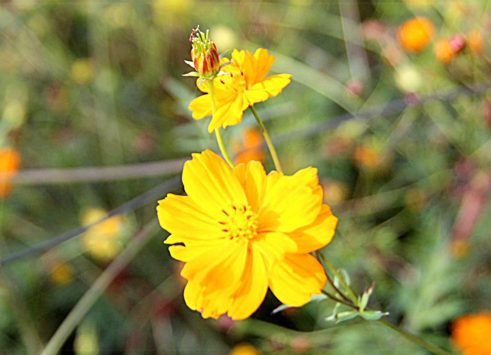 「キバナコスモス」がピンクの花に交じって咲いています　黄色やオレンジの花を咲かせています　６月頃から咲いていますが１１月まで長い期間花を咲かせています　花の終わりは霜が降りると花が終わるといわれています　花の終わりが秋の終わりということになるのでしょうか