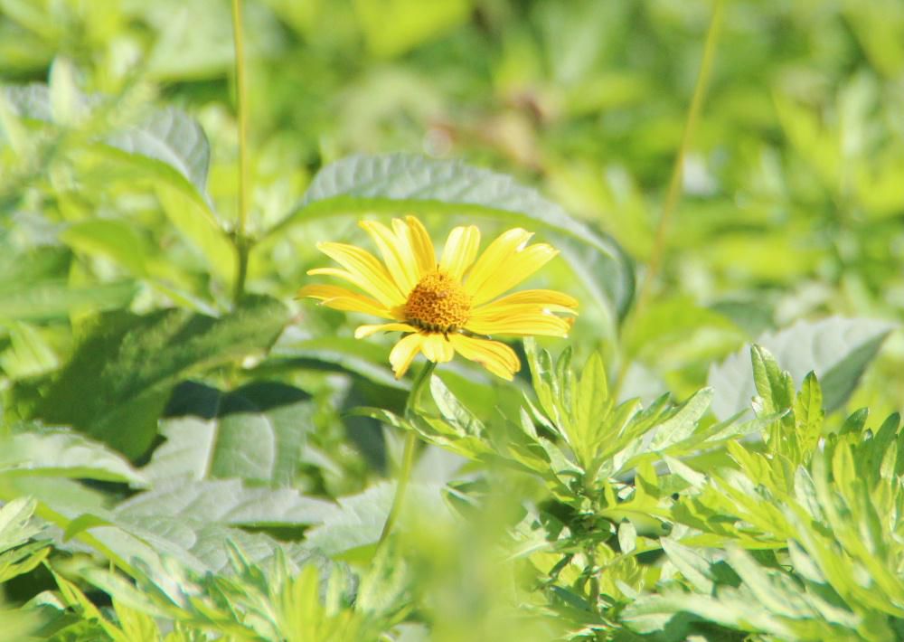 山に近い道路のそばの日当たりのよい草むらに黄色の５～６cmほどのミニヒマワリのような花が咲いていました　ネットで調べてみるとヒマワリモドキとかキクイモモドキなどの名前がヒットしました　葉もつやつやしていきいきしており秋の草花でしょうか