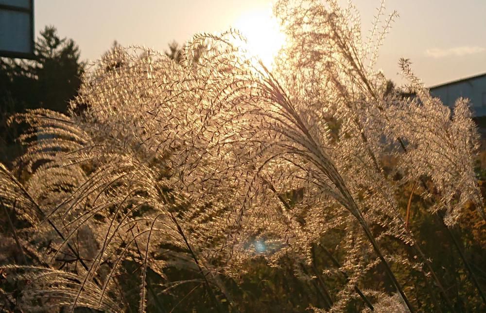 気温が日に日に下がり道ばたのススキの穂が風にゆれています　西日に照らされたススキの穂が穂先から飛んでいきそうです　最後の輝きを見せてくれているようです　天気予報に雪のマークも見えてきましたいよいよ冬がやってくるのでしょうか