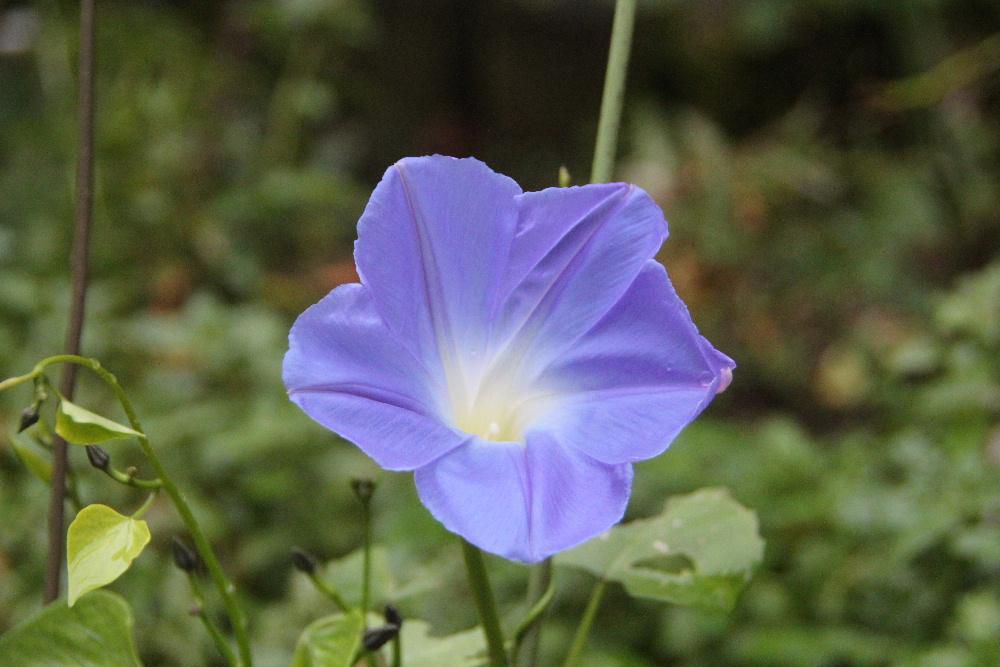 今年の夏の「セイヨウアサガオ」は猛暑だったせいかあまり花を咲かせることなく終わりました　プランターに残っていた苗を植え返したところ一輪だけ花を咲かせてくれました　今年最後の「セイヨウアサガオ」でしょうか　心なしか小さく色も薄い水色で鮮やかな青には程遠い色の花です　夏の最後のひと花で一気に秋から冬が来ます