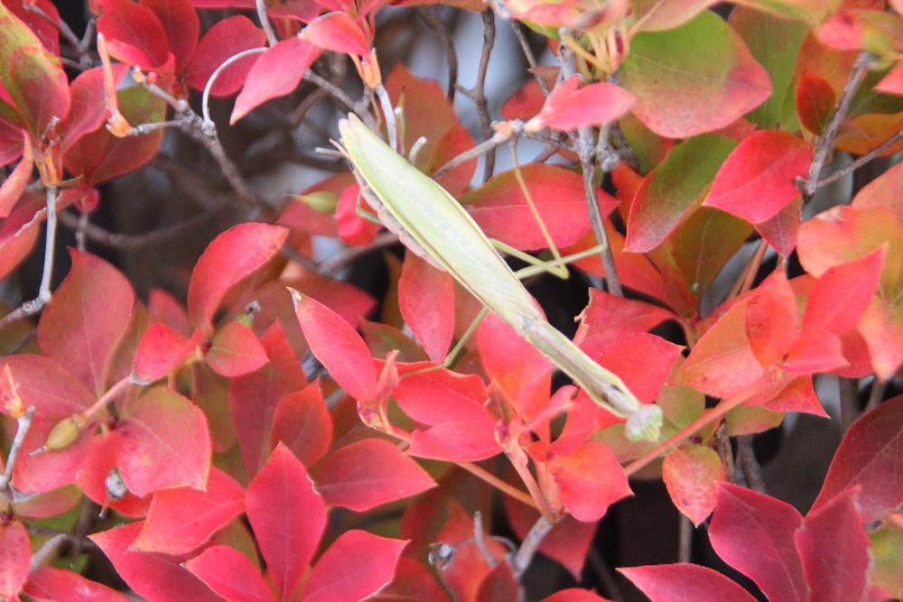 ドウタンの紅い葉にとまり日向ぼっこをしている「カマキリ」を見つけました　秋になると「カマキリ」が目立つようになりますが数が増えるのではなく目につくようになるからだそうです　俳句の秋の季語の一つに「カマキリ」があるのは秋になるとよく目にするようになるからだそうです　秋に卵を産み卵で冬を越し翌春にふ化し何度かの脱皮を繰り返し成虫となるのだそうです　他にも不思議な生態があるのが「カマキリ」です