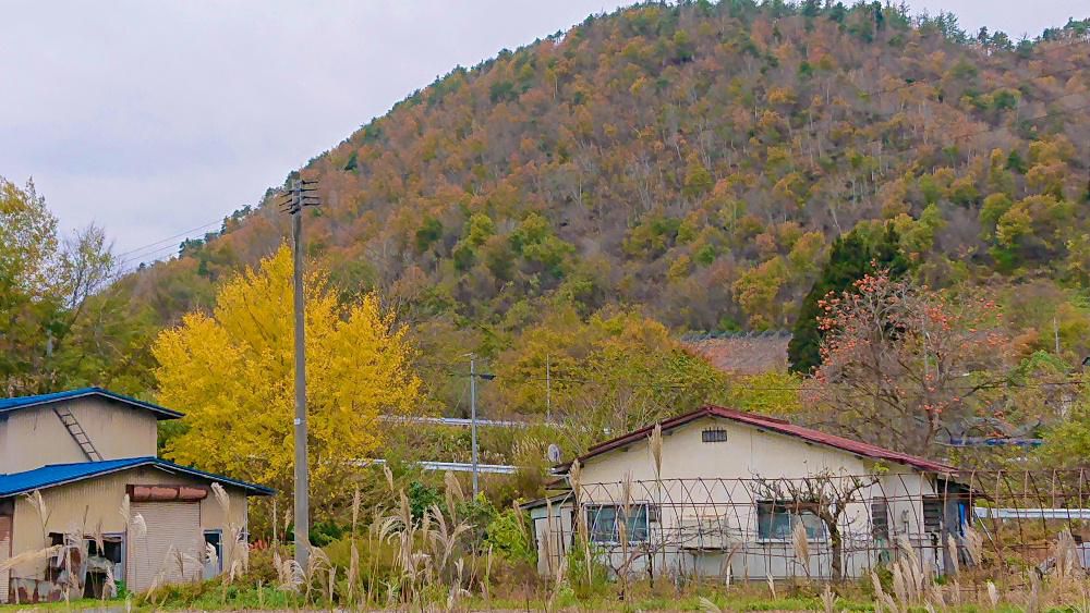 寒い日になりました　晩秋を象徴するような風景に出合いました　鮮やかな黄色のイチョウ　オレンジに熟した柿　白いススキ　そしてもうすでに葉を落とし始めている山とどれもが秋の装いを身にまとい冬を迎えようとしています　防寒具なしでは外を歩くのが大変で白い雪が間もなく舞い落ちてきそうな天候です