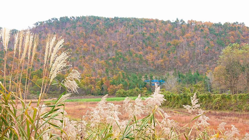 冬の足音がだんだんと近づいてくるように山の紅葉も赤茶けてきました　山の木々も葉を落とし始めました　まもなく葉を落とし丸裸の木となります　もう少しだけ秋の風景を楽しみたいものです