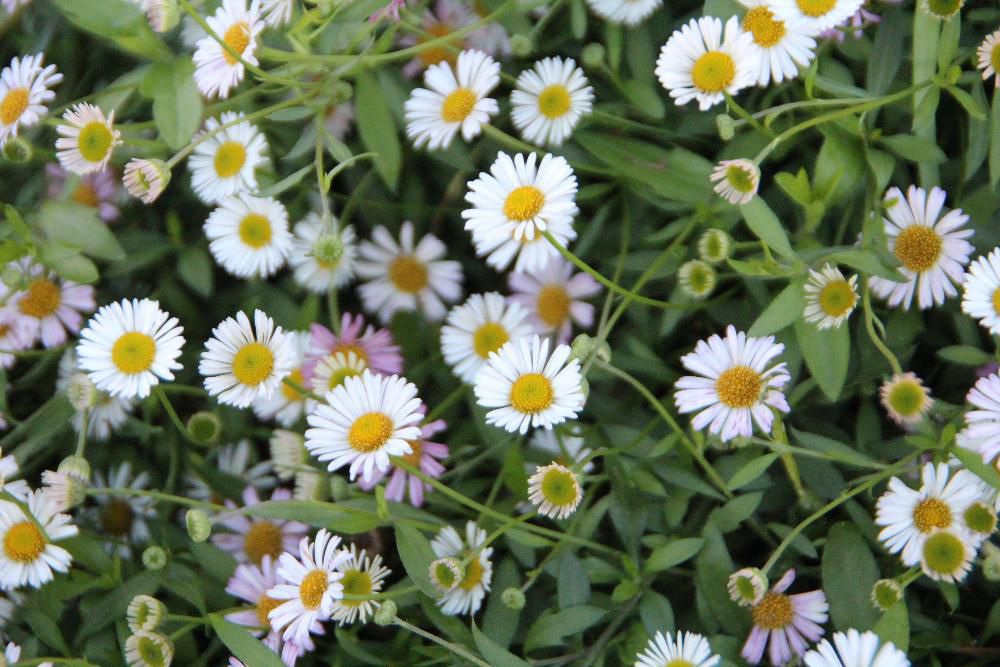 散歩道の途中の家の庭で白とピンクの花が混じってさいている花をみつけました　ネットで調べてみると「エリゲロン」ではないかと思います　調べてみるとこの花は初夏から秋まで長い期間咲くキク科の耐寒性の宿根草であることがわかりました　雑草の「ヒメジオン」や「ハルジオン」と同じ仲間なんだそうです　
