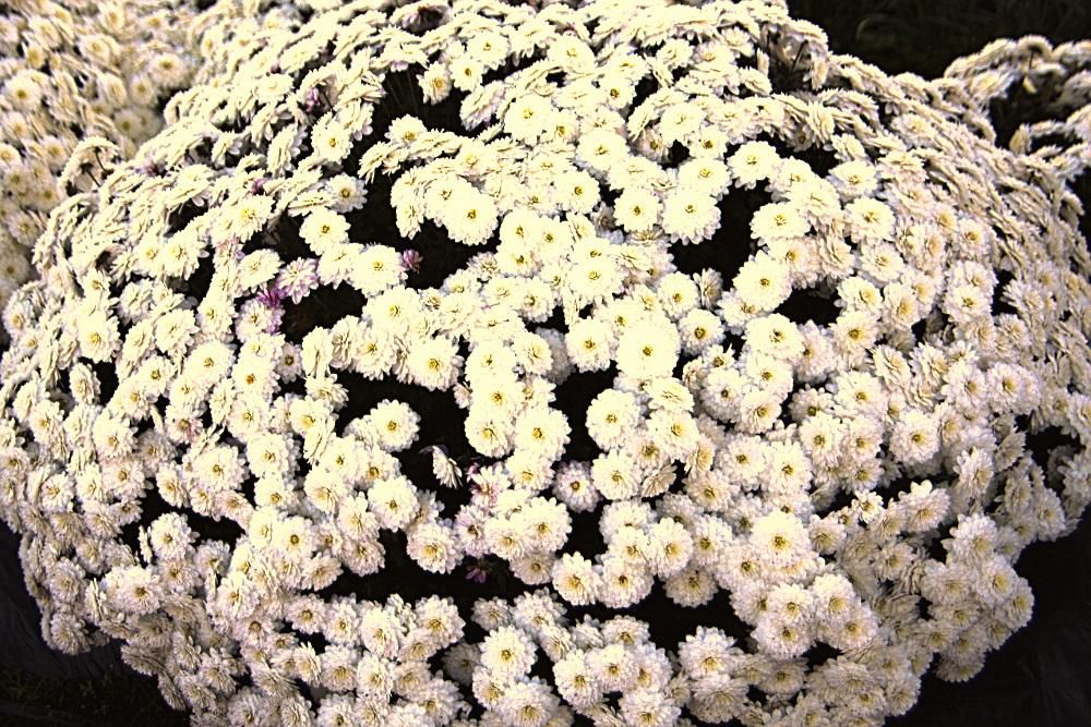 秋の最後を飾る花は菊でしょうか　玉菊といわれる真っ白な花がまさに雪が降ったように咲いていました　小さな白い花がたくさん集まって雪が積もったように見えたのでしょうか　そろそろこのブログで紹介できる花が少なくなってきました　秋の終わりも近いのでしょうか
