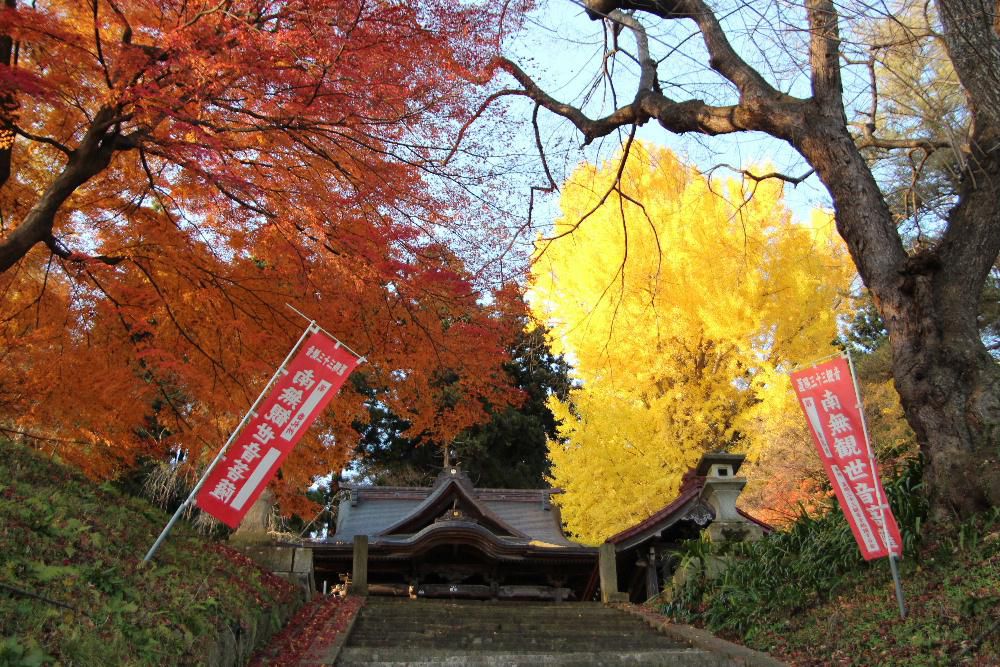 烏帽子山八幡宮の東に置賜三十三観音のひとつである観音堂があります　曇りや雨の予報が外れて晴れ間となったので訪れてみました　このお堂を被うように鮮やかな「モミジとイチョウ」がコラボし秋の装いでステキな風景を目にすることができました　足元は一面のイチョウの葉でフカフカする絨毯のようでした