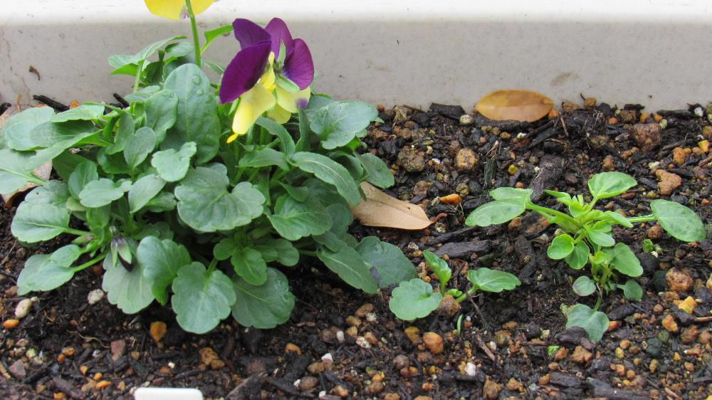 初冬から初夏まで長く楽しめる今年採種した「ビオラ」の種を植えました　やっと芽をだし花をつけてくれうれしくなりました　連日寒い日が続き咲いている花が少なくなりました　花暦に紹介する花もなくなりました　風景も晩秋から初冬となり見映えのしない風景となり何を載せたらいいのか思案にくれています　今咲いている花を見つけたら写真をご提供ください