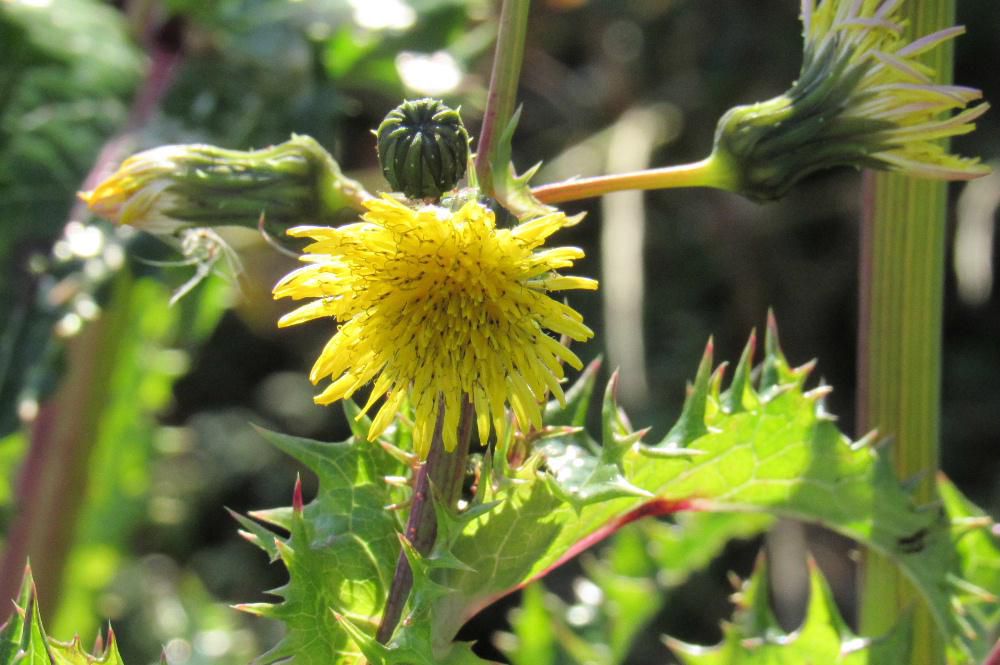 道路そばの土手にタンポポに似た黄色の花を見つけました　茎の先端にいくつもの花を咲かせ長く伸びる茎はタンポポではなく「ノゲシ」ではないかと思われます　５月から８月ごろまで咲く花といわれているようですが12月ごろまで咲くときもあるそうです　まだ雪も積もっていませんし気温も暖かで季節を間違えたようにさいているのでしょうか