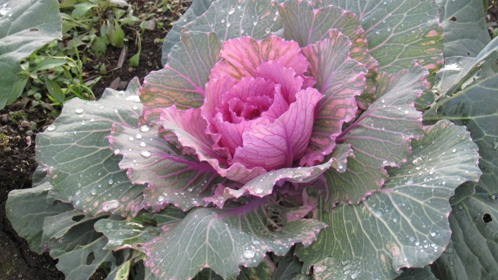 キャベツの仲間である「ハボタン」は冬枯れの花のない季節に彩を添えてくれる貴重な草花（野菜？）です　雪の多いこの辺では鉢植えにして花に代わって楽しみそちこちの玄関などに鉢植えのハボタンが飾られています
