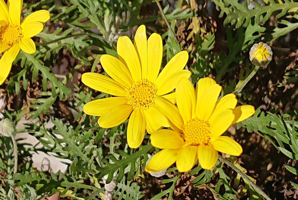 もう花暦にのせる花がないと嘆いていたところ　こんな花が咲いていますと知人から紹介していただいた「ユリオプスデージー」という黄色の花が初冬の太陽の光を受けて咲いていました　常緑の低木で晩秋から春まで黄色の花を長期間咲かせてくれるそうです　強く凍らない場所では戸外で冬越しをして大株になっているのを見かけることもあるそうです　雪が降る地域では無理でしょうが屋内では育つのかもしれません