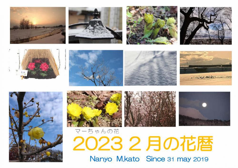 今日の花暦は「2月」です　天気予報では明日から雪がふりそうですが　今年の２月は雪解けも進みブログで紹介する写真も１月と違ってようやく花が見られるようになりました　啓翁桜　冬ボタン　雪の消えた土手に福寿草などモノクロの世界からようやく様々な植物が芽をだし花が咲き始めます　色もどちらかといえば淡い黄色やピンクの花が目立つようになるのが2月です