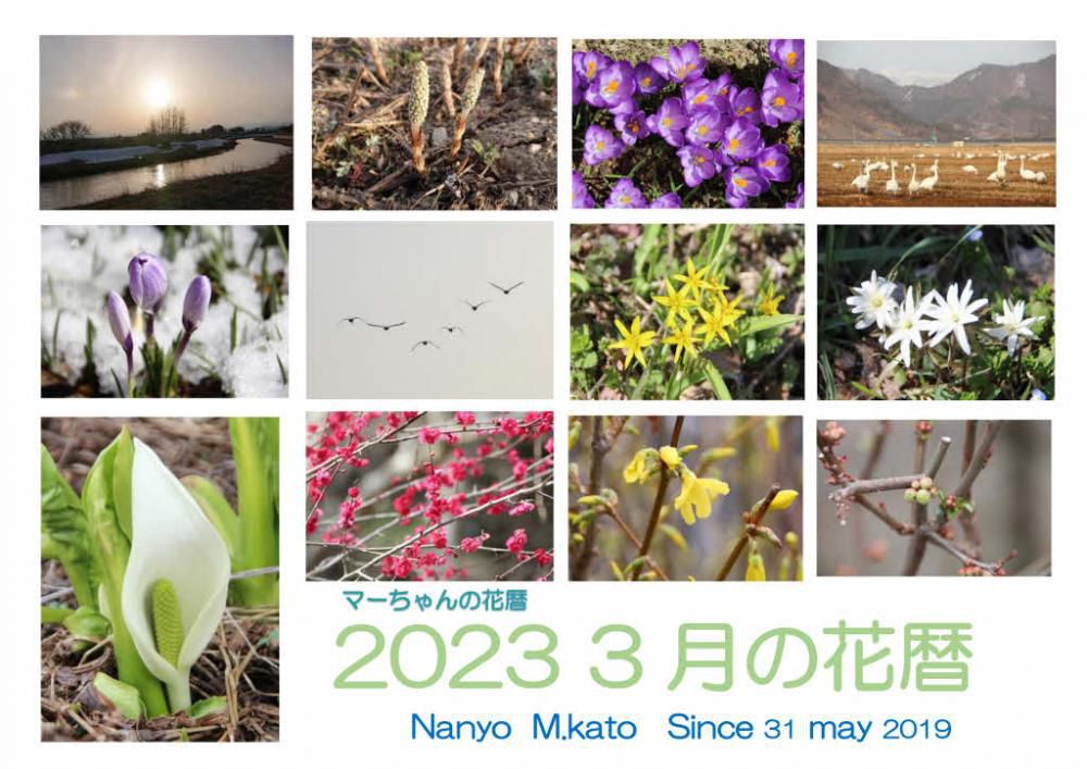 ３月に入ると徐々に暖かくなり　草花の花が次々と開花してきました「３月の花暦」は残雪や雪解けが進み全体に彩も豊かになってきます　雪解けの水かさが増し白鳥が北へ帰る準備を始め隊列を組んで独特の鳴き声を響かせて飛んでいく姿を目にするようになりました
