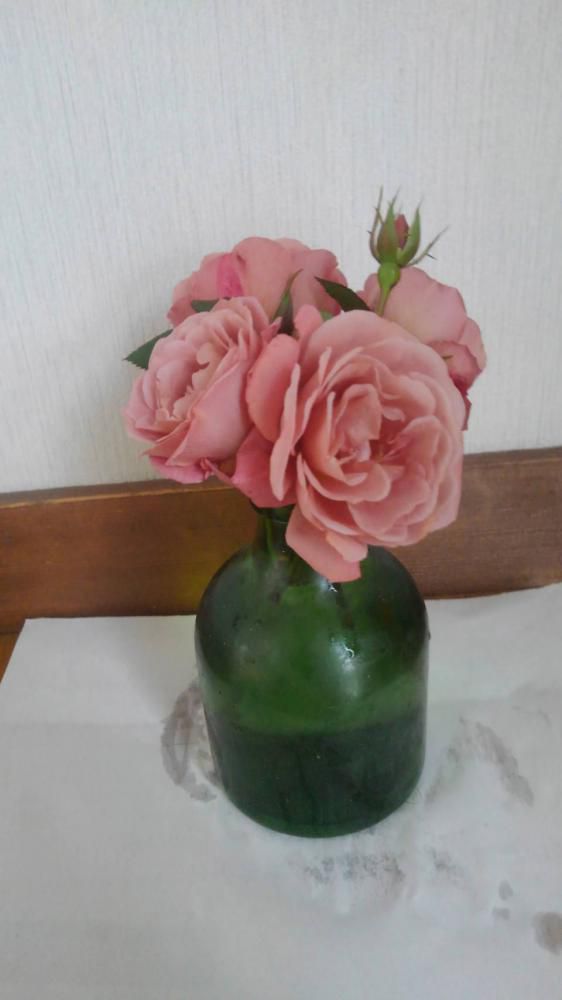 花暦にアップする花がないとお知らせしたところ訪問者から「デディベア」というバラを投稿していただきましたチョコレート色から赤に変わるのだそうですが、室内に置いてあるのでシックな色で楽しませてもらっているとのことです　ありがとうございます