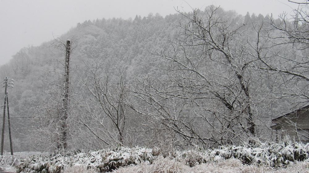 昨日からの雪が数センチ積もりいよいよ冬到来です　周りの風景もすっかり墨絵の世界となりキレイという人もいるかもしれませんがやっぱり寒さはこたえます　この程度の積雪で終ってくれるとありがたいのですがしばらく雪の予報が続き積雪が増えるのでしょうか　恐る恐るカーテンを開く毎朝の日課です