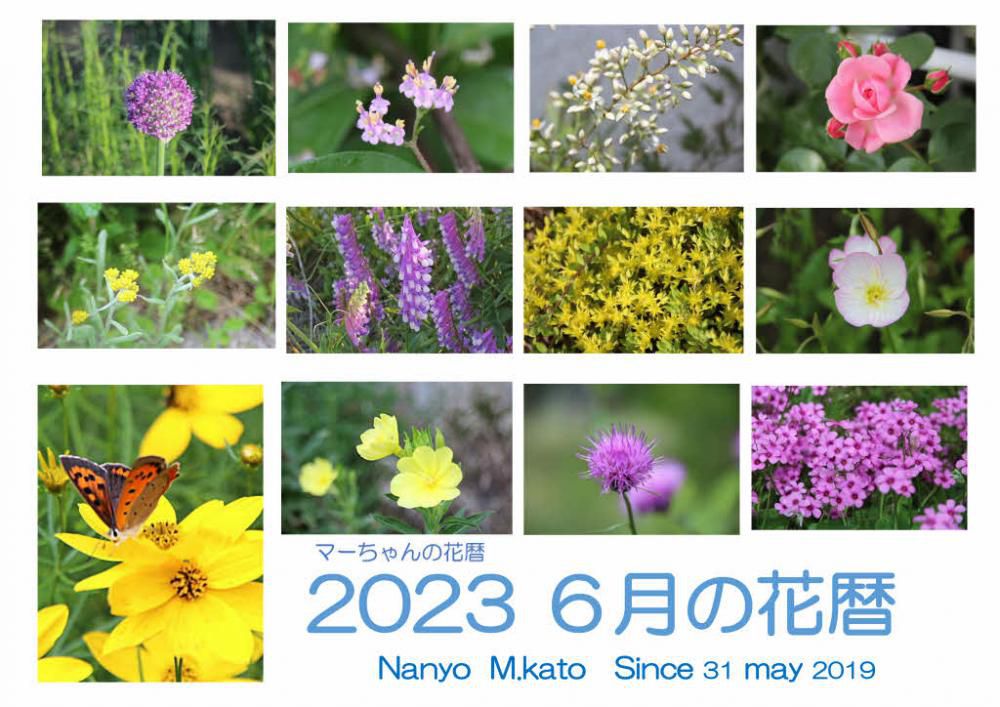 史上最も暑いといわれた夏のはじまりです「２０２３年 6月の花暦」も白っぽい色から濃い黄色や紫色の花が目に付くようになり始めます　いろいろな花がいたるところに咲き始め紹介しきれないほどの季節が６月でした　その中から１２枚を選んでみました　どれも季節を代表する花になりました