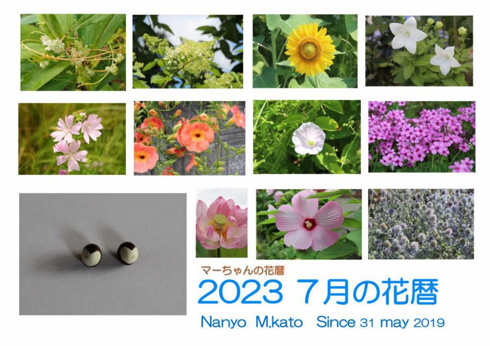 これまでにない暑い日が続き４０度近い日もありました　今年7月に行われた東京オリンピックはまさに暑さとの闘いであり　競技者にとっても観客にとっても大変な夏でした　その暑さに負けず様々な花が咲き誇りました　あんなに暑くとも植物は育つことがよく分かった夏でした