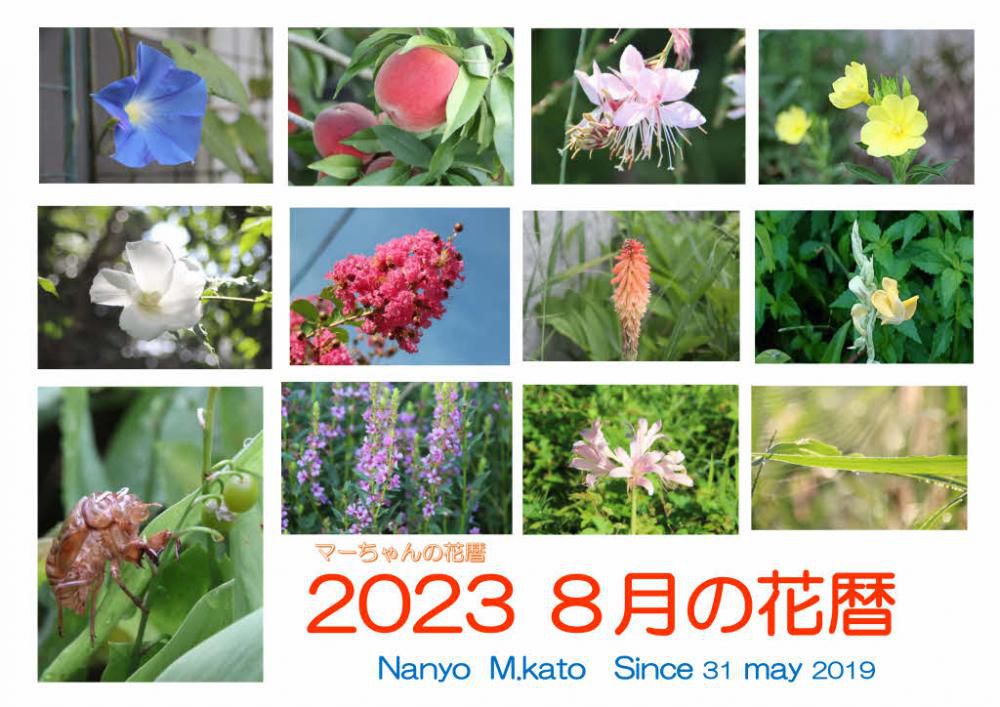 暑さが徐々にやわらぎ秋の風景も少しずつ感じられるのが8月ですが今年はいつになったら秋がくるのだろうと思っていました　ですがセミの抜け殻を見つけたり秋を感じさせる夜露にぬれた草花も見えはじめました　そんな風景とはうらはらに暑い日が続いた８月でした