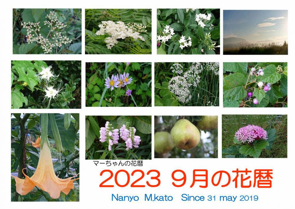 ９月に入っても残暑の厳しい今年でした「2023 ９月の花暦」は残暑が厳しいと言いながら少しづつ秋を感じさせる風景を見ることができました　果物や雑草の実が実り始め　咲いている花もどこか柔らかな色合いのものが多くなってきた９月でした