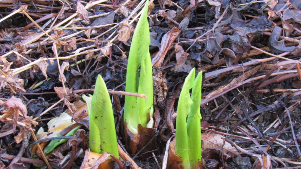 今日は正月2日　全く雪のない正月を迎え我が家の裏の川べりに植栽されている「ミズバショウ」が緑色の葉を伸ばしています　もしかして花芽が付いているのかとのぞいてみましたがもちろん付いてはずがありません　枯れた草の中に伸びている「ミズバショウ」がもしかすると花を咲かせるようなことはいくら雪が降らなくともありえないでしょうね