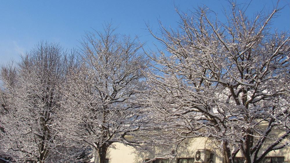 朝から青空が見え昨夜から降った雪が木々を彩っています　わずか数センチの雪でホッとしています　能登地方も大雪の予報が出ていましたがたいした雪ではなく胸をなでおろしています　ですが厳しい寒さはこたえるだろうなと震災に遇われた方に思いを寄せるぐらいしかできず心が痛みます　青空がうそのようにまた雪が降ってきました