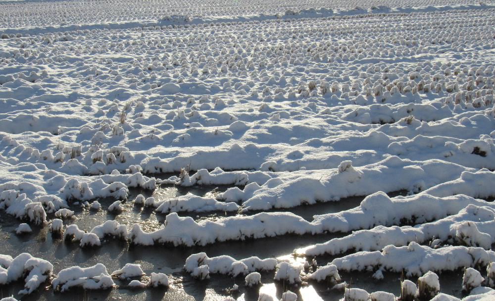 朝から青空が広がり陽がさしています　この冬まだ一度も雪かきをしていません　誰と会っても「雪が少なくていいね」との言葉を交わすことが多い　田んぼの稲の切り株に薄っすらと雪がかぶっています　例年ならばこの田んぼには雪の山ができ向こうがわが見えないのですがこんな写真をアップできる今年の冬です
