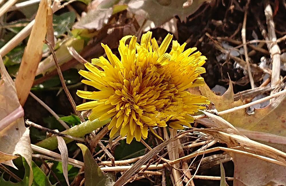 真冬に黄色の花？　昨日農道を散歩していて黄色の花を見つけました　真冬に花が咲いているので思わずカメラにおさめました　この季節に咲く花は何だろうと調べてみると葉の付き方や伸び方などから「セイヨウタンポポ」だろうと思われます　ノゲシにも似ていますが花の付き方が違いました