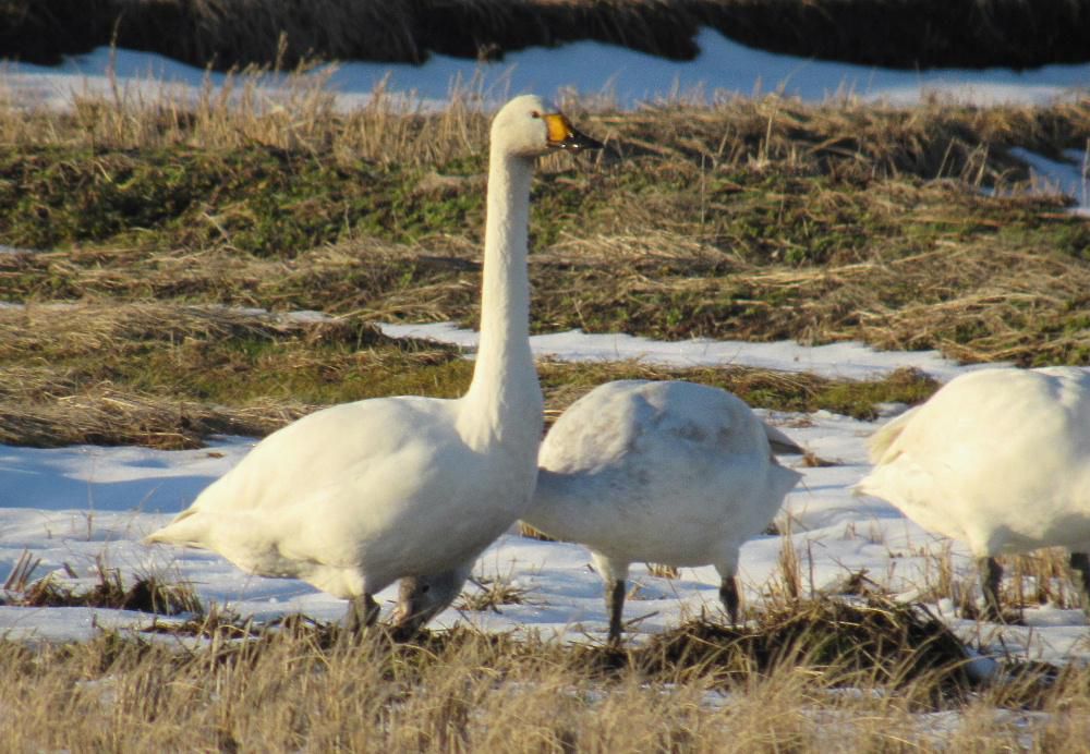 周りの雪をすっかり融かしそうな天候で雪のない田んぼで白鳥が餌をついばんでいました「今年の冬はいいなあ」なんて考えながら気持ちよさそうについばんでいるようです　