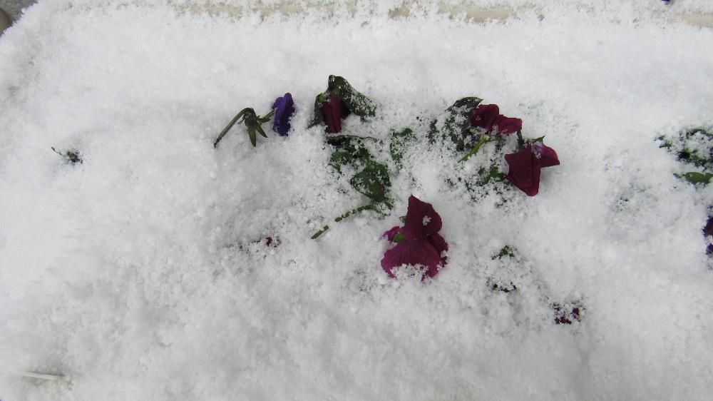 大雪の予報が出ていますが今朝の雪は数センチの積雪でパンジーも冷たそうに雪を被っています　これから大雪になるのではとの予報が出ていますがどうなるのでしょうか　ちょっと春めいた季節に芽を出し始めた草花や花木もまた冬に逆戻りでしょうか