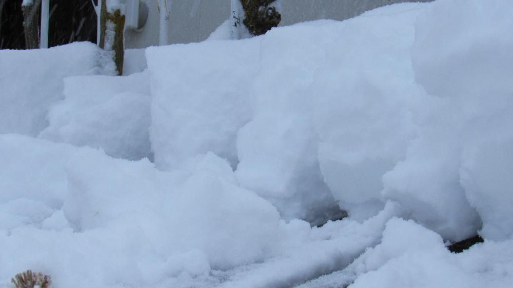 今年初の雪かきを行いました　雪国に住む宿命でしょうが老いた身にはこたえる作業です　ドウタンを被った雪囲いの上は約３０cmで根雪となるのでしょうか　雪がきれいなものも汚れたものも全て覆い隠し銀世界の姿に変えてしまいました　今も降り続いています