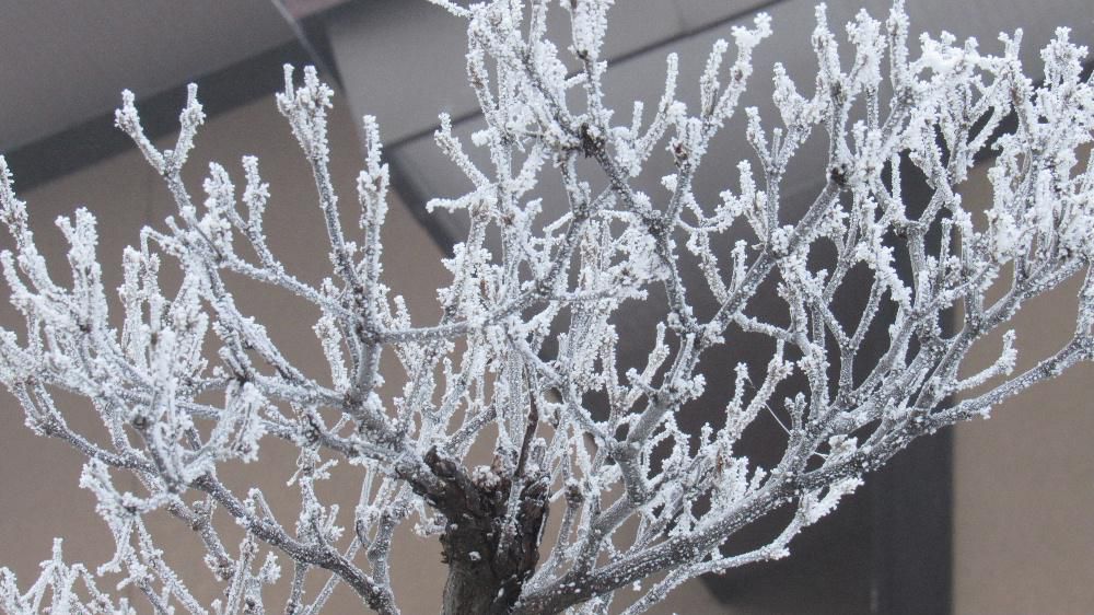花は花でも氷の花です　今朝の外の気温が氷点下８度ととても寒い一日のスタートです　木々や草は白い花が咲いたように霧氷をみることができました　久しぶりの寒い朝ですが雪がないだけにありがたいと感じる１月の終わりです