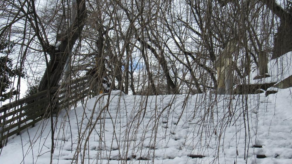今日は暦のうえでは冬とお別れ節分です　もうすでに春が来ているような風景で烏帽子山公園の枝垂れ桜も春を待っているようです　もう大人になりかかっている孫娘が保育園の頃　園の豆まきで鬼退治の豆がなくなり鬼が追いかけてきて大泣きしながら逃げ回ったという話を思い出しました　今日は豆まきです「鬼は外～　福は内～」