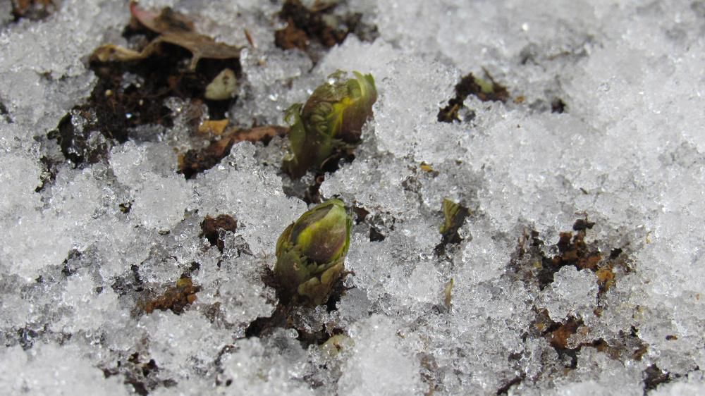 庭に植えてある福寿草が芽を出しました　雪の中でも咲くことがある花ですがこんなに早く芽を出してくれて驚いています　早春に咲く福寿草でがいつ頃咲くのでしょうか　咲き始めたらこのブログでご紹介します