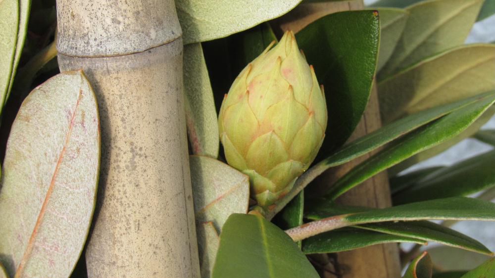 固い皮の包まれたシャクナゲの芽ですが　その中に数個の花のつぼみが包まれています　２センチほどの大きさで5月頃にならないと花が咲きませんのでまだまだ遠い先のことですが楽しみに待ちたいものです