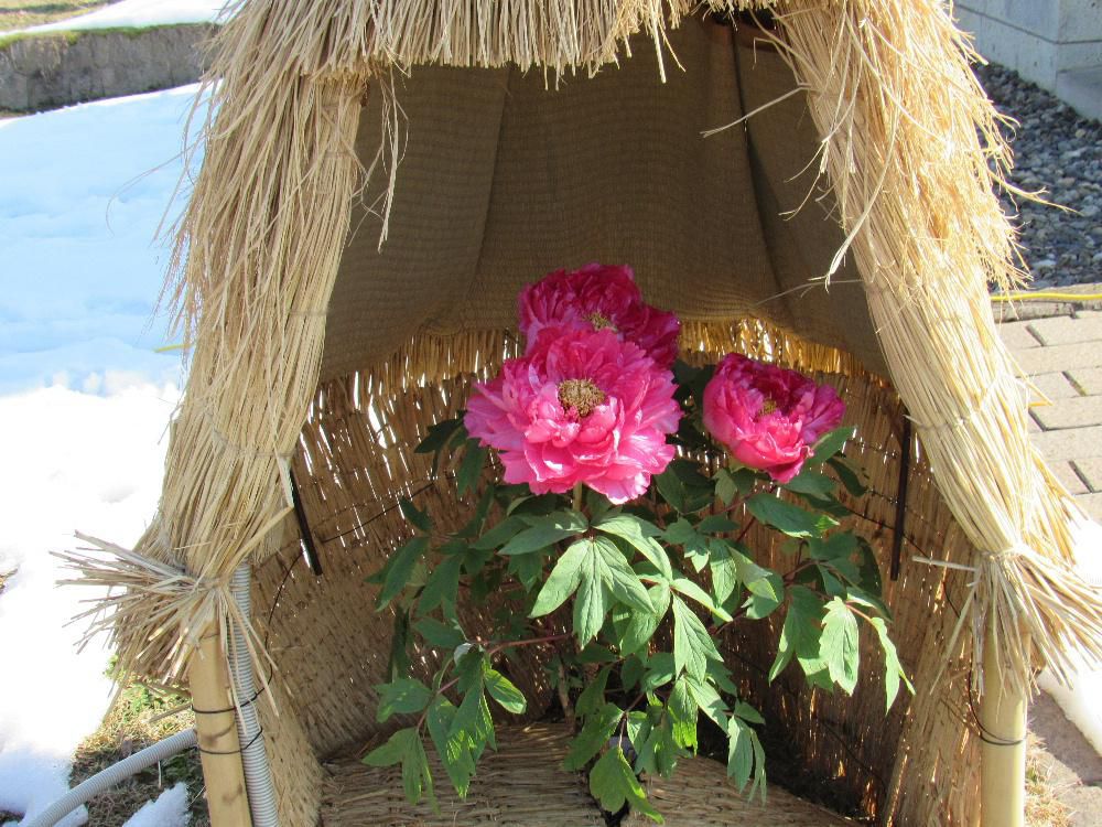 好天に誘われて高畠町の冬咲きボタン祭りに出かけました　なかなか冬の花を見つけることができませんので花暦の題材にボタンを撮影してきました　天気が良く多くの人で賑わう中でとてもきれいな花をたくさん撮ってきましたのでアップします