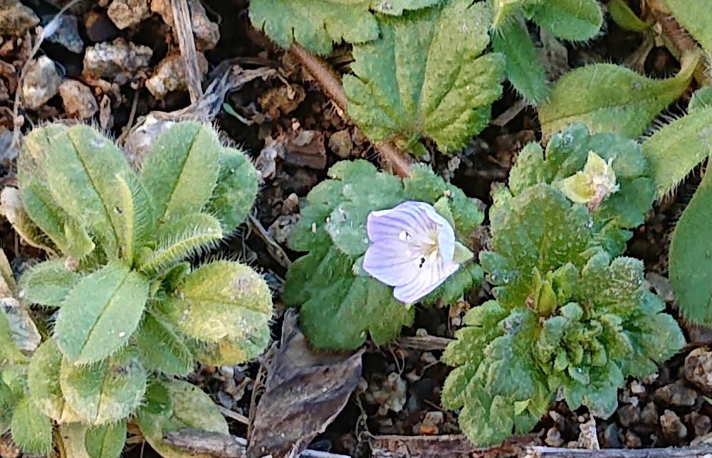 秋に芽を出して他の植物が繁茂しない冬に横に広がって育ち　早春に薄紫色の花をつける「オオイヌノフグリ」が雪の消えた畑で花をつけていました　今年は雪もなく例年になく早く花を咲かせています　寒さに耐えるため細胞内の糖濃度を高める機能を持ち　葉と茎に生える短い毛で雪と霜を遠ざけて保温するのだそうです　別名「星の瞳」とも呼ばれていて「オオイヌノフグリ」とは大違いです