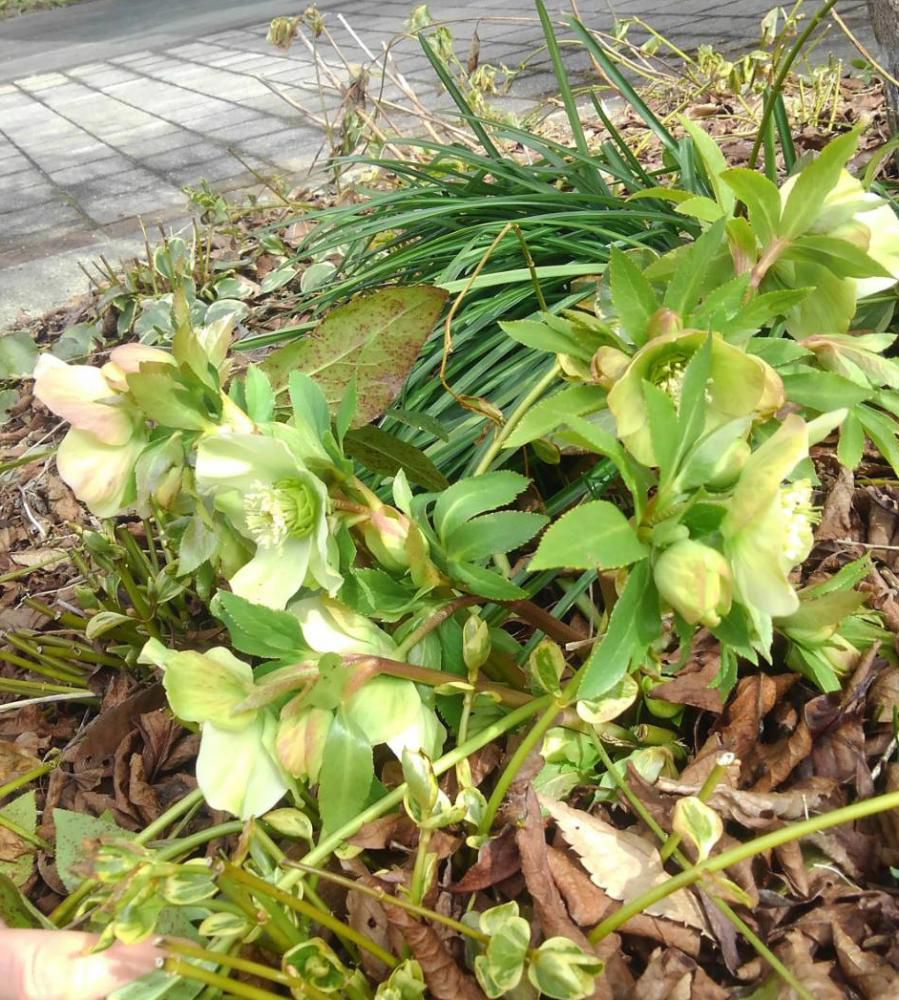 昨日の訪問者からの２つ目の花で「クリスマスローズ」です　１年中咲いているような気がしますが開花時期は１月４月頃でこの地域では雪が解けてからだろうと思われます　もう開花したとの情報をいただきアップしました「クリスマスローズ」は花の茎がなく根の茎から葉と花が別々にのびるのだそうです　確かに背丈の低い花であまり目立たたない花です　強健で育てやすいものが多いのも特徴でほかの多くの草花に先駆けて花を咲かせ春先の庭を彩ってくれます