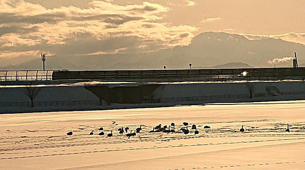 去年の２月下旬のブログの写真です　こんなに雪がありまだまだ春は遠いと感じていた２月ですが今年は驚くことに全く雪がなくなってしまいました　昨日は夏日になった日もあるとか　梅だけでなく桜の開花も聞こえてきます　まさに異常気象でしょうか 今朝はまた冬に逆戻りのような気温です