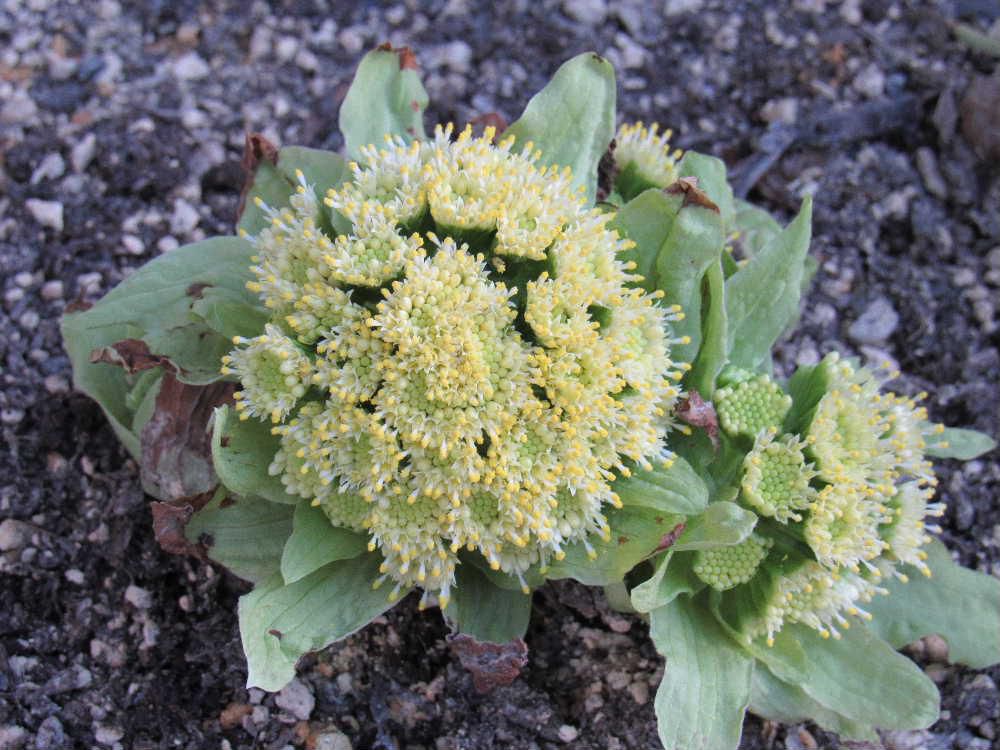 知人の玄関に鉢植えのフキノトウが花をつけていました　もうフキノトウを食べましたと聞いて驚きましたがそれほど駆け足で春が近づいているのですね