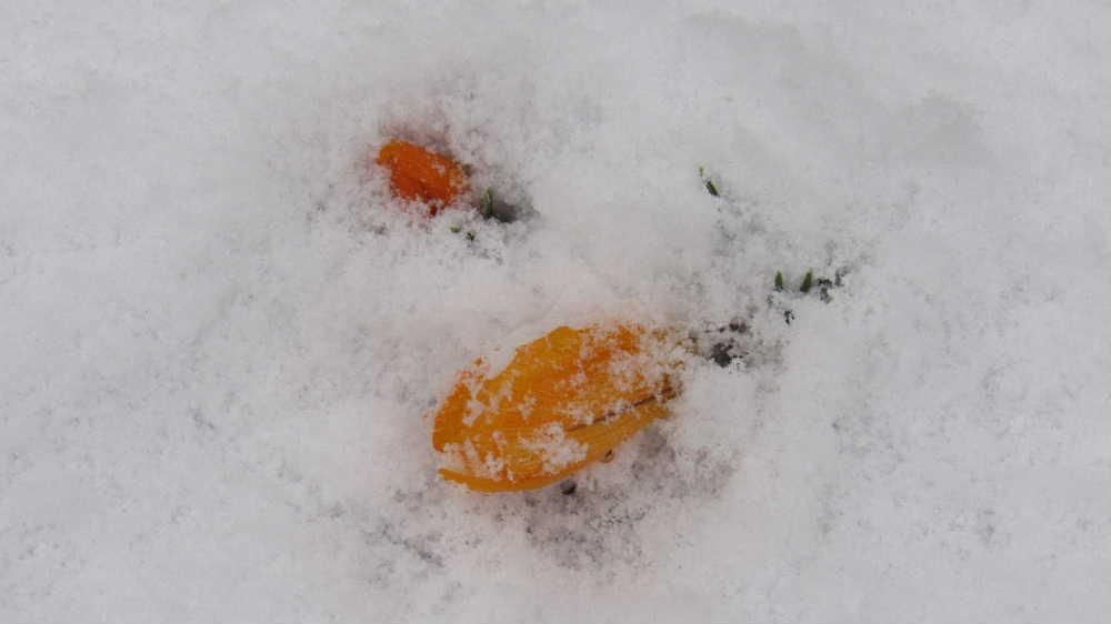 早春の花を伝えてきたこのブログで今朝は雪のお便りです　せっかく咲き始めたクロッカスが雪を被っています　また冬に逆戻りしたような朝のスタートです　東京の孫が雪を見たいと来るという　雪遊びをしたいとの願いはちょっと無理でしょうか陽も射してきました