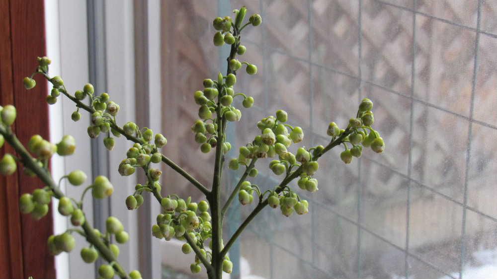 知人から花をいただきました　その中に枝に小さな緑色の粒々のこれから咲くのかなと思われるつぼみを付けている花がありました　今頃花屋さんの店頭に出回る「アオモジ」でしょうか　「アオモジ」はとても長持ちしてつぼみから開花まで長く楽しめる花木だそうです　花はレモンのようなさわやかな香りがあるのだそうです　開花が楽しみです