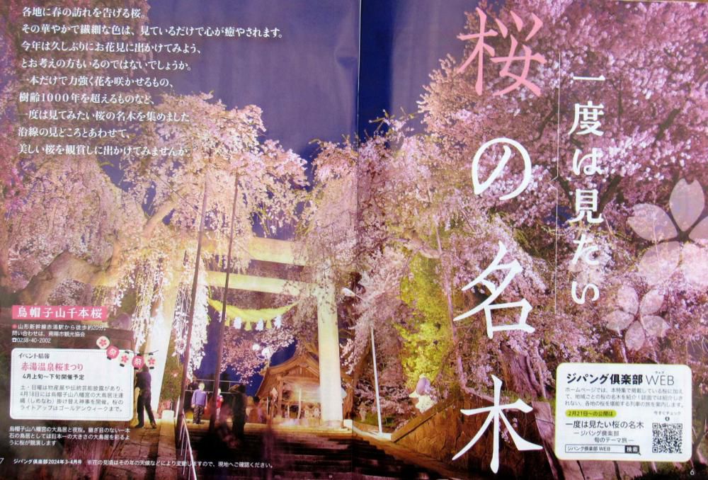 JR東日本の「ジパング倶楽部」という宣伝誌に、見開きで烏帽子山公園の大鳥居と桜が一面に掲載されていました　大人の休日倶楽部の会報と一緒に送付されたこの冊子をみて驚きアップしました　今年は例年より早く開花するのではないかと造園業者が言っていましたがもしかすると3月中に開花するのでしょうか　開花が待ち遠しくなりました