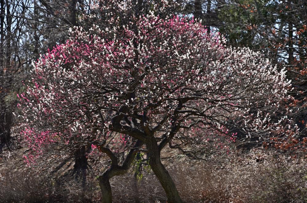 東京立川の友人から春爛漫の花の写真が届きました　梅の花でしょうか　花と日の光の香りが匂ってきそうです 東北以南は暖かいのですね　羨ましい
